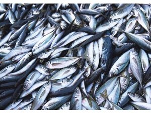 Крупный ОРЦ для хранения и реализации рыбы планируют построить в Приморье