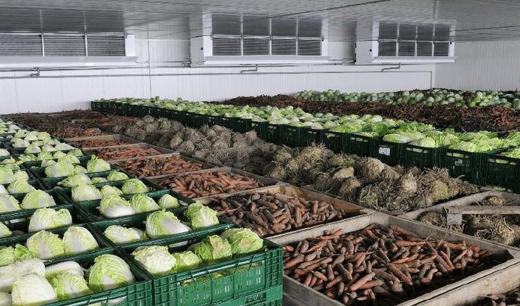 Новые овощехранилища построят в Московской области